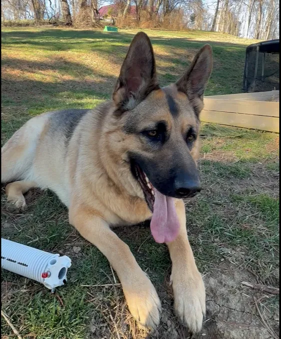 A German Shepherd, the Bear Door Services shop companion, beside a spring